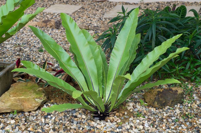 Pea Stone Installation