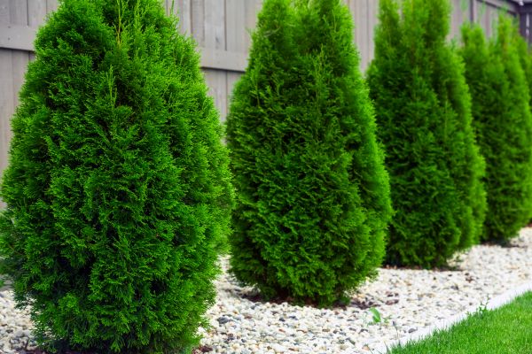 Arborvitae Planting in Bella Vista