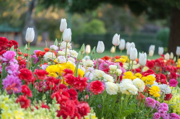 Gardening Service in Bella Vista