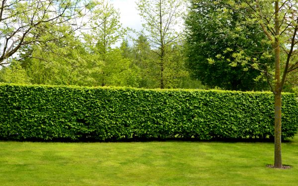 Hedge Planting in Bella Vista