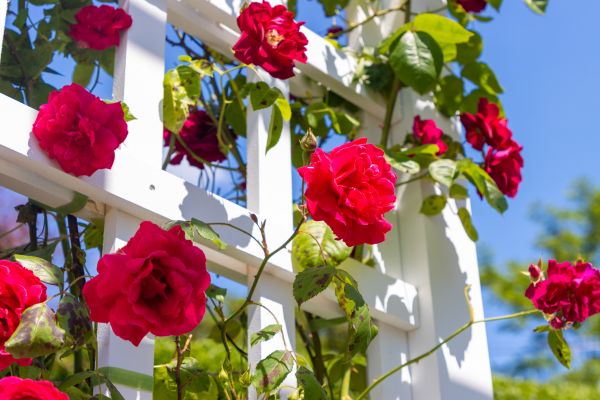 Home Gardening Service in Bella Vista