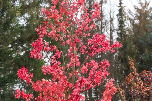 Japanese Maple Planting in Bella Vista