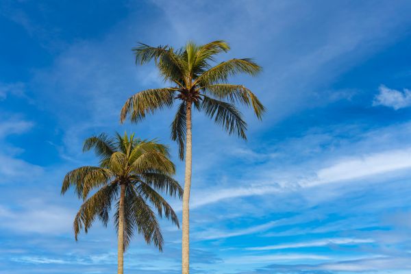 Palm Tree Planting in Bella Vista