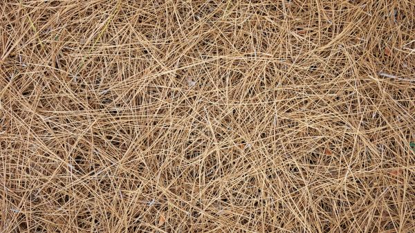 Pine Needles Delivery in Bella Vista