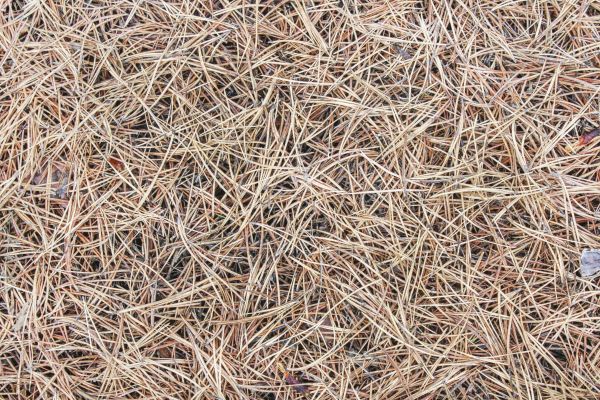 Pine Straw Installation in Bella Vista
