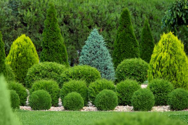 Shrub Replacement in Bella Vista