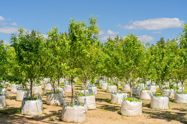 Tree Planting Service in Bella Vista