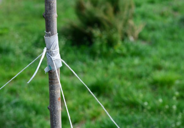 Tree Staking Service in Bella Vista