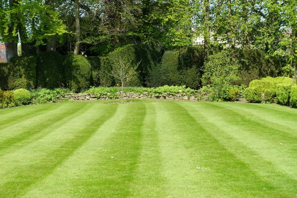 Lawn Renovation in Bella Vista