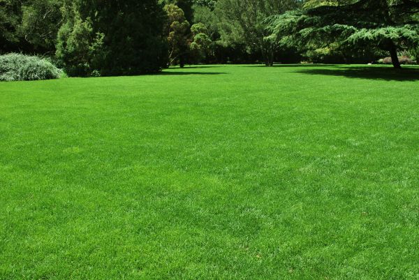 Lawn Landscaping in Bella Vista