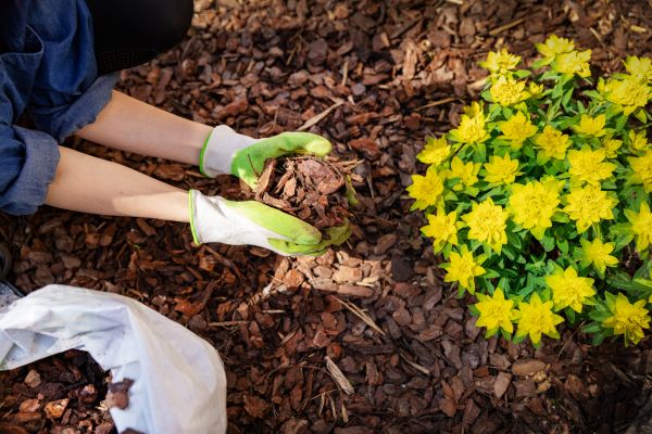 Pine Bark Mulch Installation in Bella Vista
