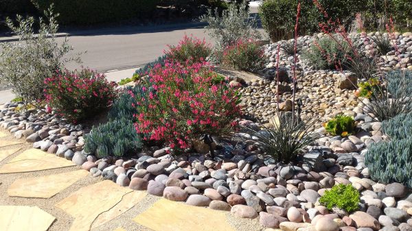 Xeriscape Landscaping in Bella Vista