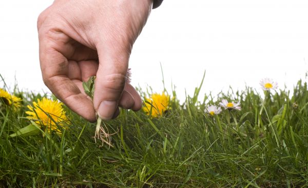 Lawn Weeding in Bella Vista