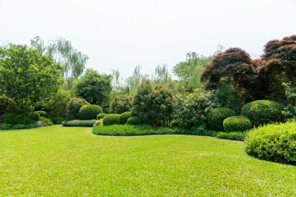Tree Landscaping in Bella Vista