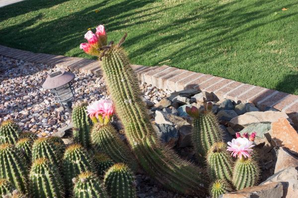 Desert Landscaping in Bella Vista