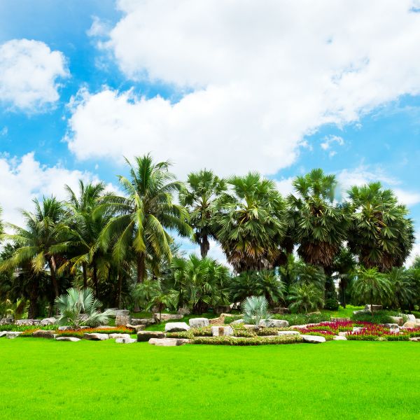 Tropical Landscaping in Bella Vista