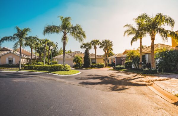 Palm Tree Landscaping in Bella Vista