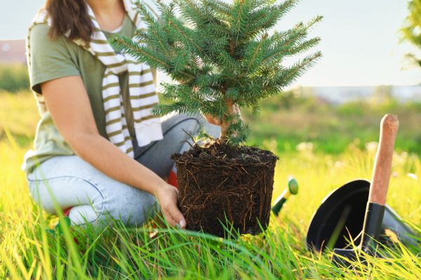 Spruce Tree Planting in Bella Vista