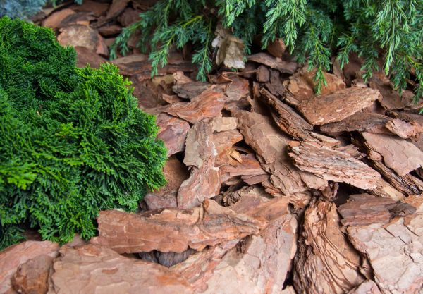 Pine Bark Installation in Bella Vista