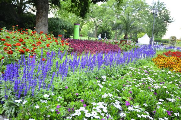 Perennials Planting in Bella Vista