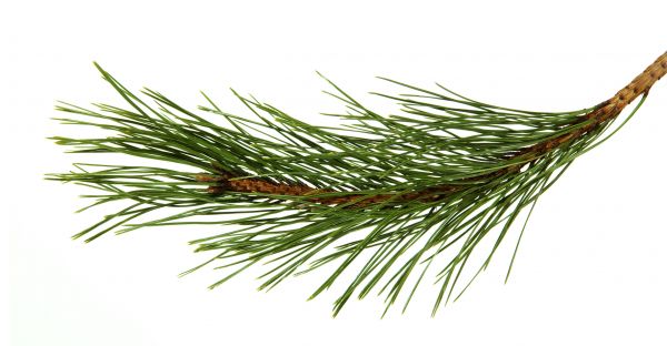 Pine Needles Installation in Bella Vista