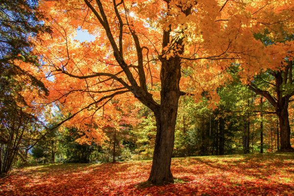 Maple Tree Planting in Bella Vista