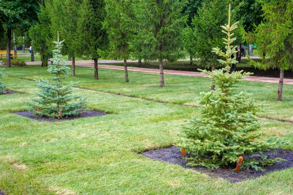 Privacy Trees Planting in Bella Vista