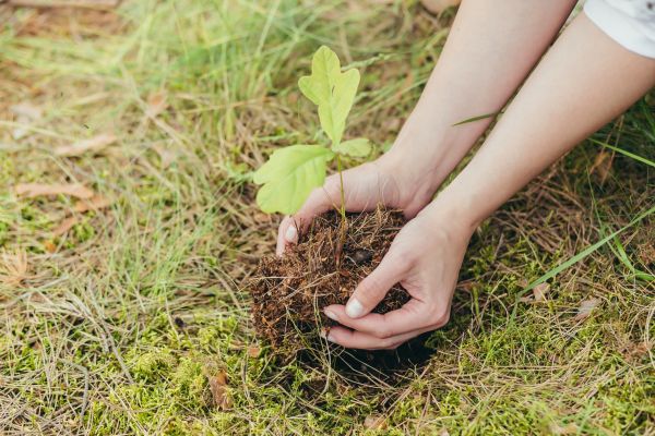 Oak Tree Planting in Bella Vista