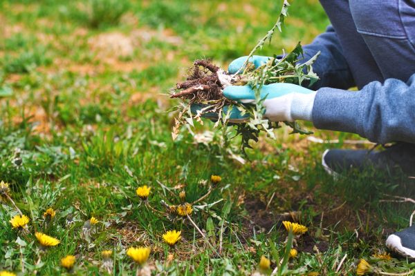 Flower Bed Clearing in Bella Vista