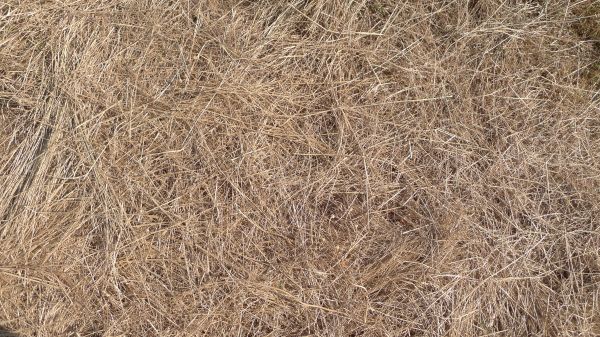 Pine Straw Replacement in Bella Vista