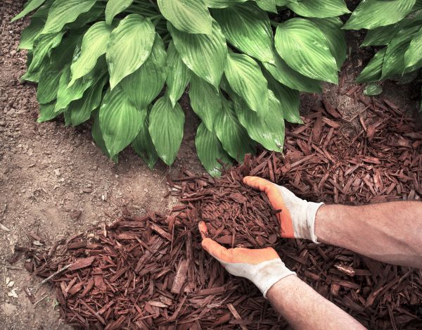 Bark Spreading in Bella Vista