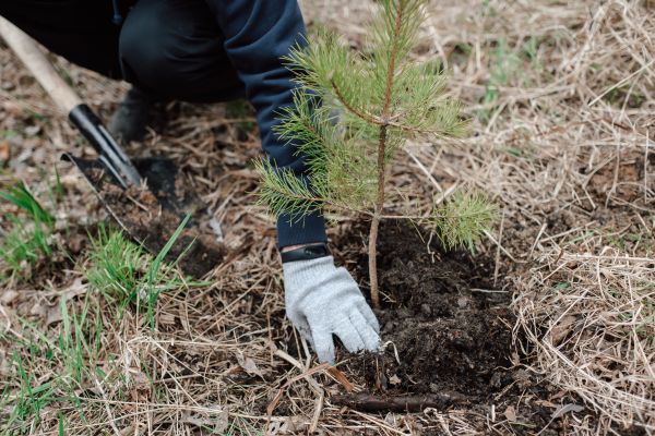 Pine Tree Planting in Bella Vista