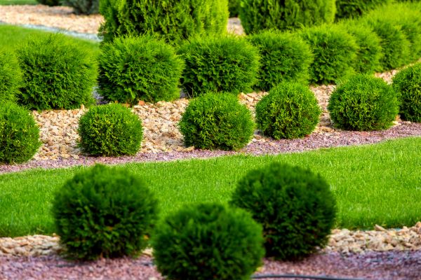 Bush Replacement in Bella Vista
