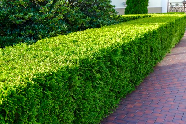 Hedge Installation in Bella Vista
