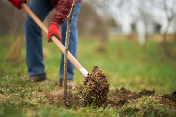 Trees Planting in Bella Vista