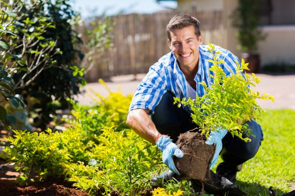 Shrub Landscaping in Bella Vista