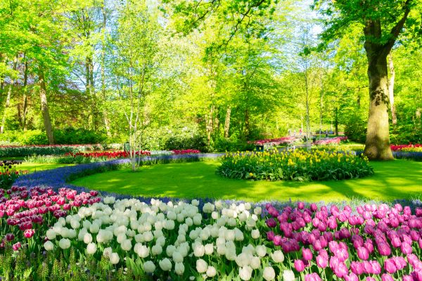 Flower Landscaping in Bella Vista