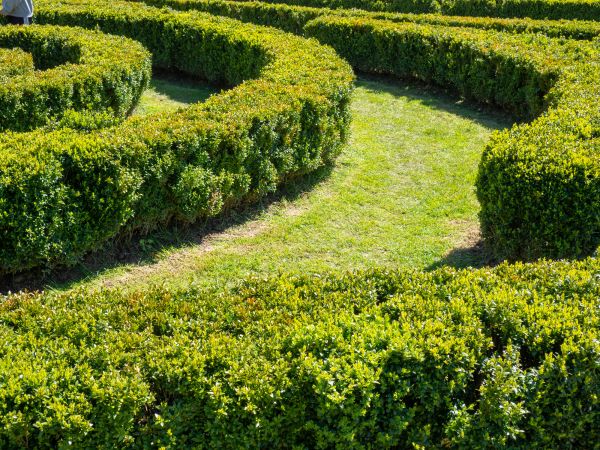 Bush Landscaping in Bella Vista