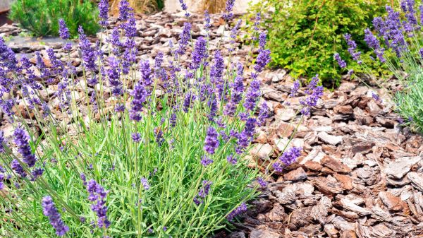Pine Bark Landscaping in Bella Vista