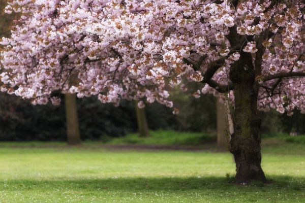 Cherry Tree Planting in Bella Vista