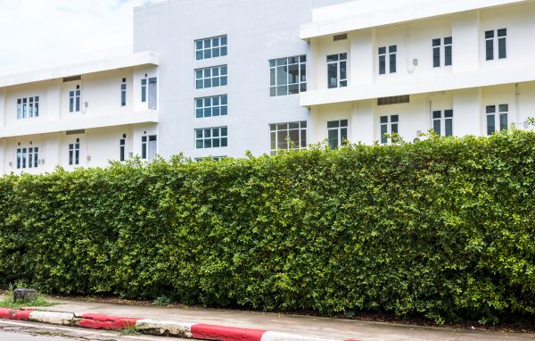Privacy Landscaping in Bella Vista