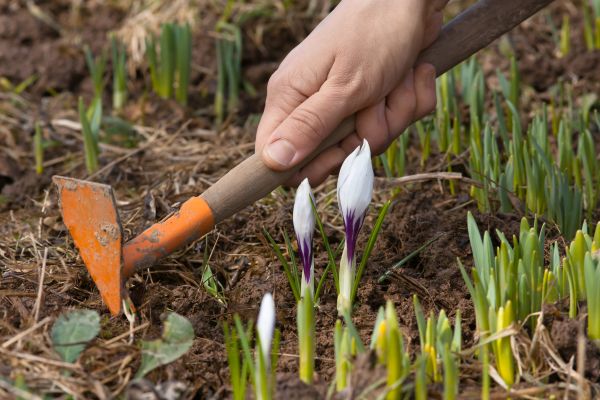 Flower Garden Weeding in Bella Vista