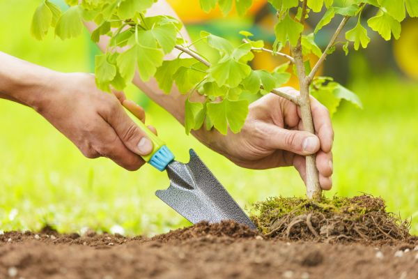 Fruit Tree Planting in Bella Vista