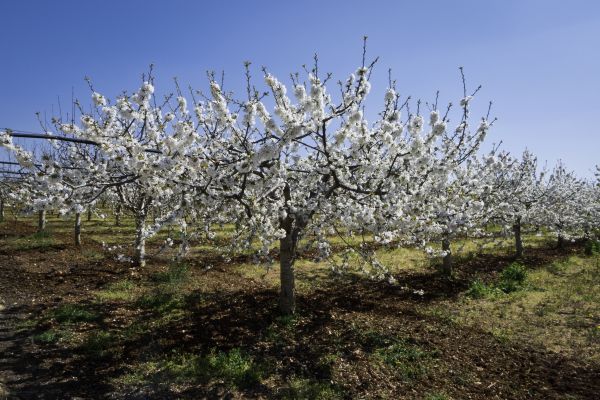 Orchard Planting in Bella Vista