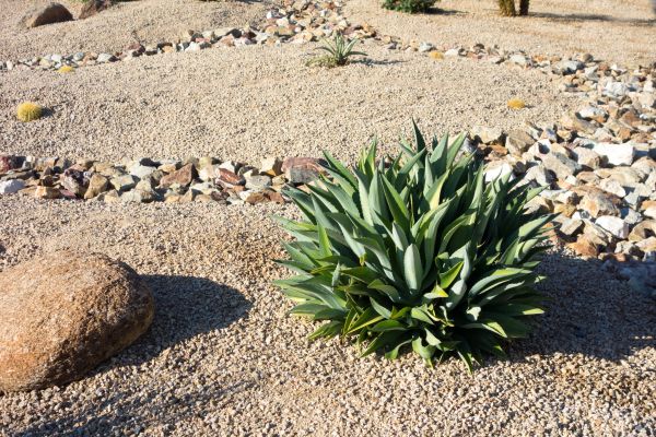 Xeriscaping Service in Bella Vista