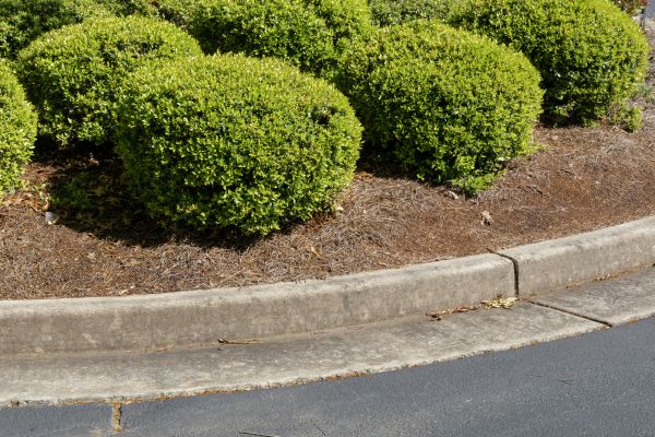 Pine Mulch Installation in Bella Vista