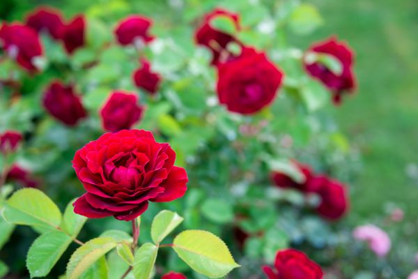 Rose Planting in Bella Vista