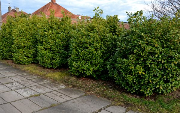 Privacy Shrub Installation in Bella Vista