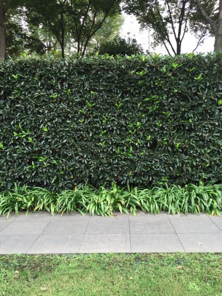 Privacy Shrub Planting in Bella Vista