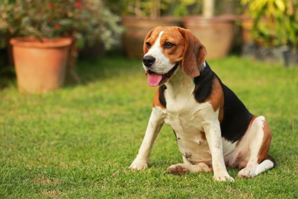 Dog Friendly Landscaping in Bella Vista